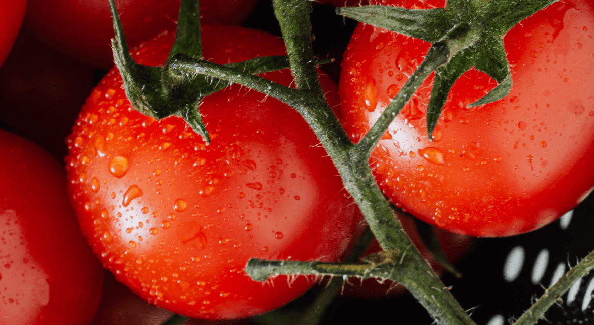 Fertilization Techniques for Summer Tomato Cultivation