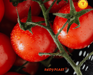 Fertilization Techniques for Summer Tomato Cultivation