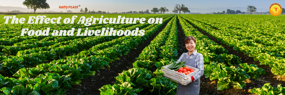 The Effect of Agriculture on Food and Livelihoods