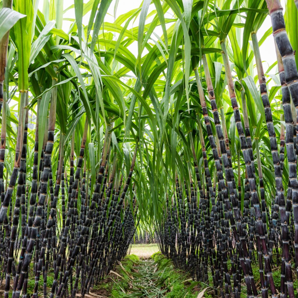 Paddy & Sugarcane Farming with REDYPLAST Drip Irrigation