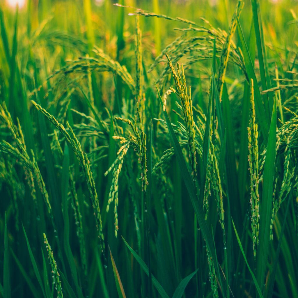 Paddy & Sugarcane Farming with REDYPLAST Drip Irrigation