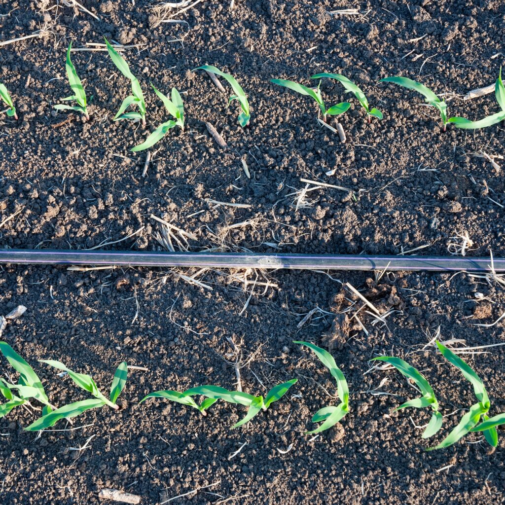 Paddy & Sugarcane Farming with REDYPLAST Drip Irrigation