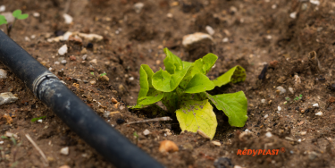 The REDYPLAST Drip Irrigation Systems for Effective Water Use