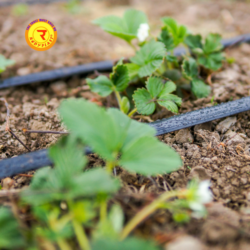 The REDYPLAST Drip Irrigation Systems for Effective Water Use in 2025