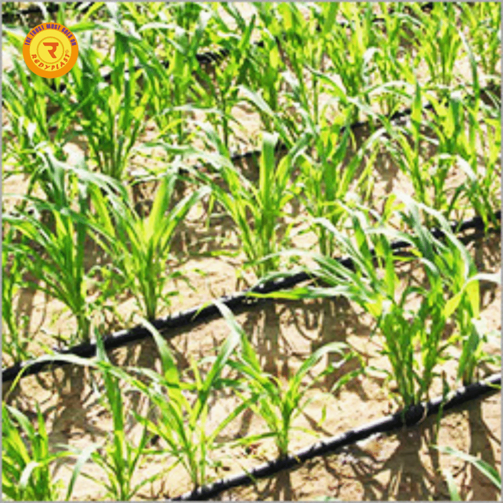 drip irrigation for kitchen garden India