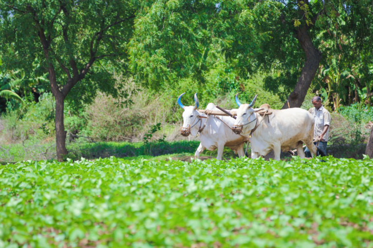 Is Rain Irrigation System for Indian Farms the Perfect Solution for Your Crop?