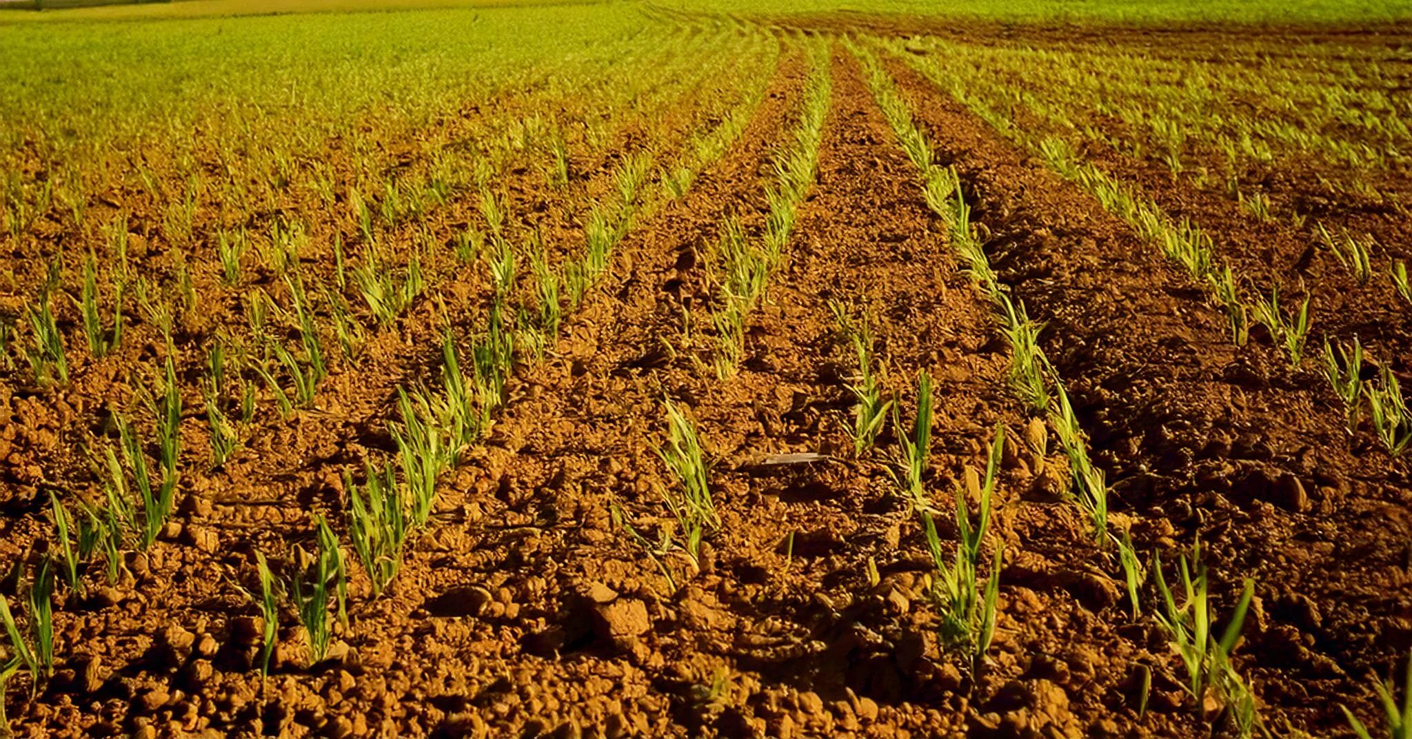 Firefly-a-agriculture-land-with-low-productivity-and-poor-quality-grasss-50621-1