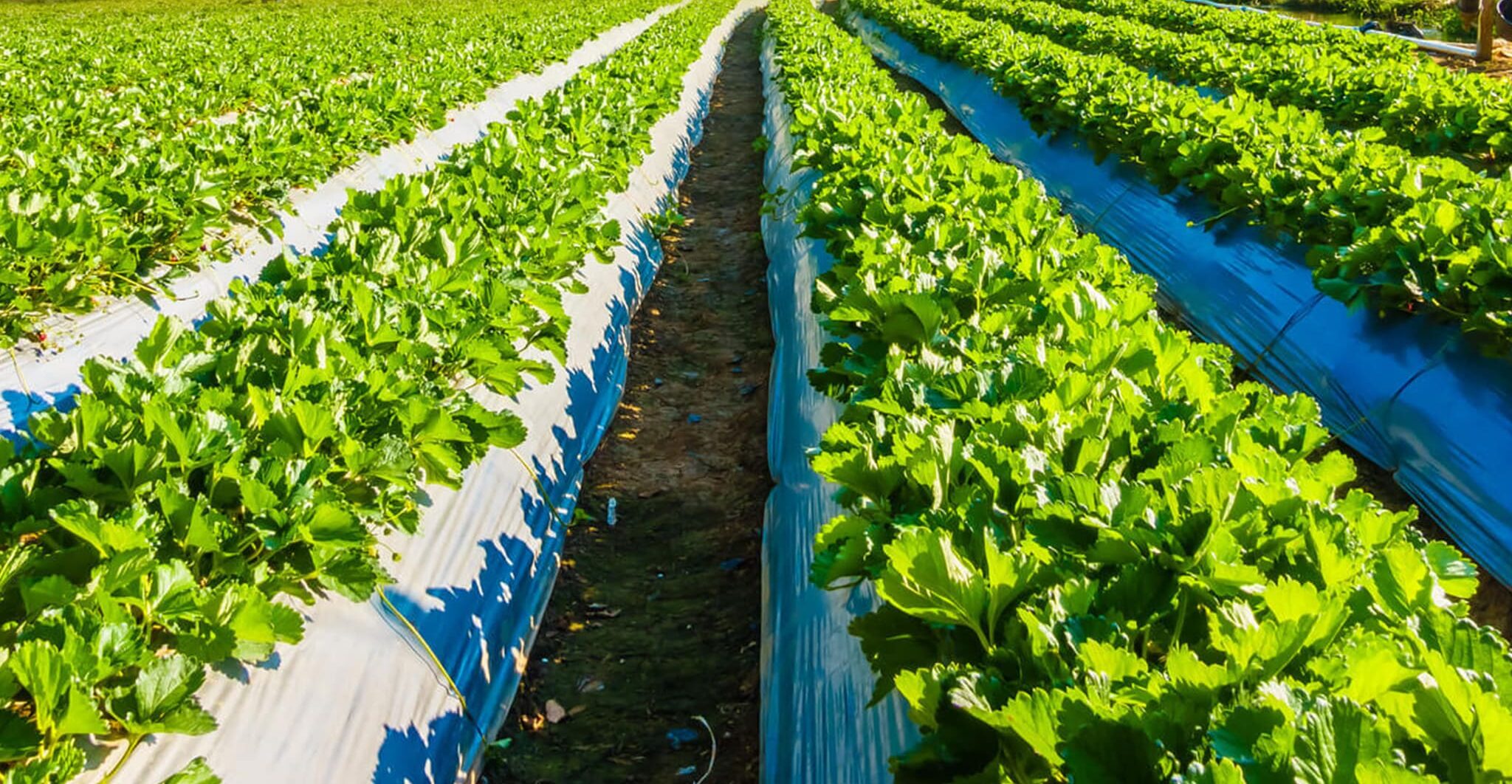 after-irrigation-system-1